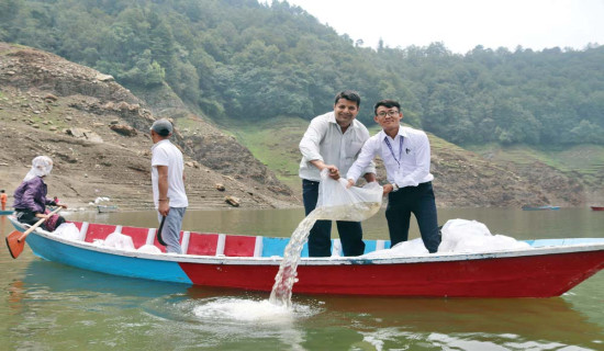 कुलेखानी जलाशयमा नौ लाख माछाका भुरा छाडियो