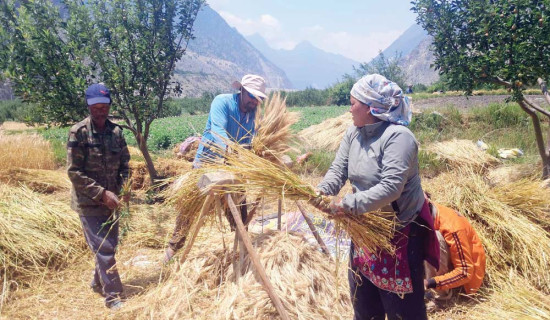 हिउँदे बाली भित्र्याउँदै मुस्ताङी