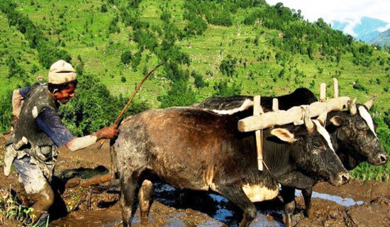 मुक्तहलिया समुदायको आर्थिक अवस्थामा सुधार ल्याउन माग