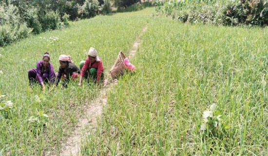 रैथाने बाली बारीमै बिक्री