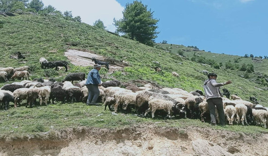 जुम्लाका एकसय ४३ भेडापालकले पाए गोठालो भत्ता
