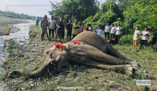 निन्दाखोला किनारमा हात्ती मृत फेला