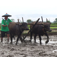 झापामा धान खेतीमा यान्त्रिकरण र सामूहिक खेती प्रणालीमा ‘कृषि क्रान्ति’