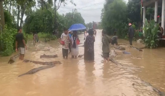 गैँडाकोटमा नारायणी पस्यो