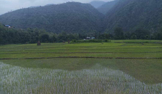 सिन्धुलीमा पचास प्रतिशत रोपाइँ