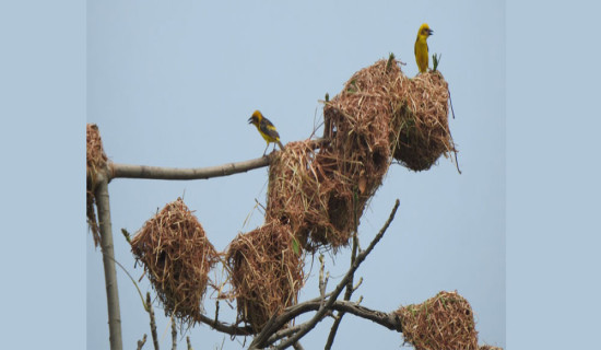 सङ्कटापन्न तोपचराको गणना