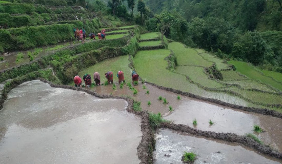 बाजुरामा ८० प्रतिशत रोपाइँ सम्पन्न