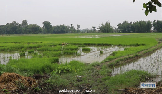 रेडक्रसको जग्गामा पूर्व अध्यक्षको रजाइँ