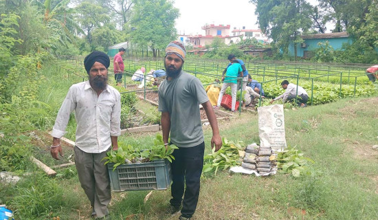 किसानलाई निःशुल्क बिरुवा वितरण