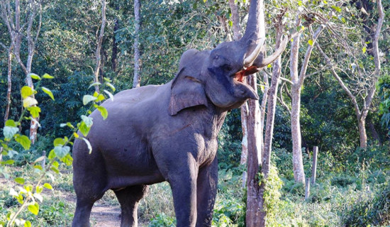 हात्तीबाट जोगाउन साइरनको व्यवस्था