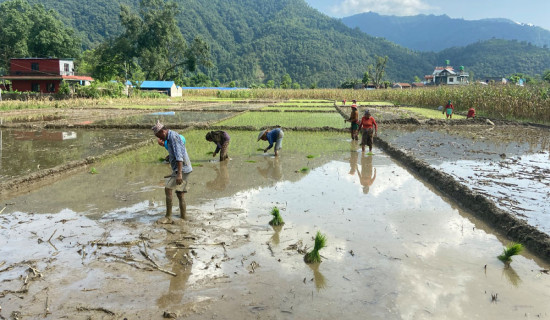 गण्डकी प्रदेशमा ५० प्रतिशत रोपाइँ