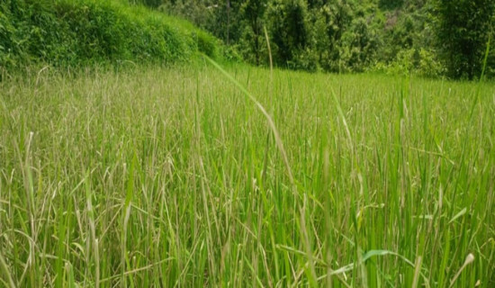 धानमा किराको समस्या, किसानलाई उत्पादन घट्ने चिन्ता