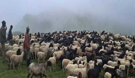 चरिचरणका लागि बुकी पाटनतर्फ भेडा ल्याइँदै