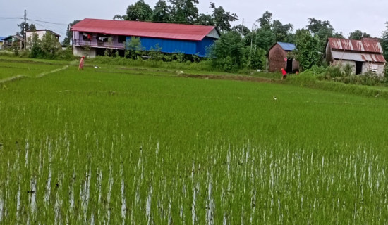 नवलपुरमा ८० प्रतिशत धान रोपाइँ