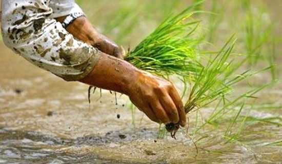 देशभर ६७.३ प्रतिशत रोपाइँ