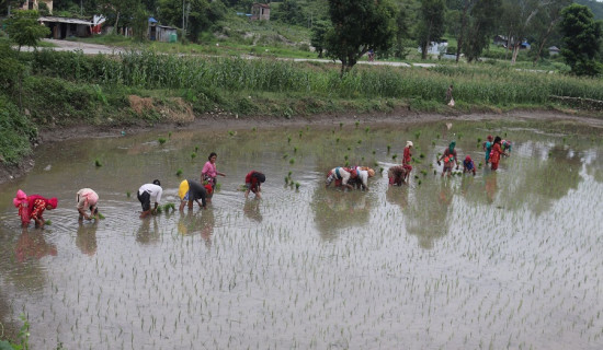 बागमती प्रदेशमा ७० प्रतिशत रोपाइँ