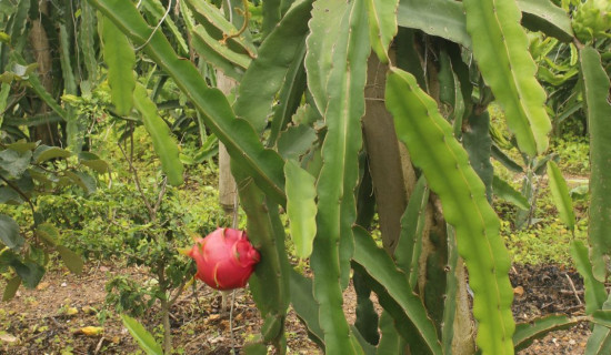 ड्रागनफ्रुट खेतीबाट मनग्य आम्दानी