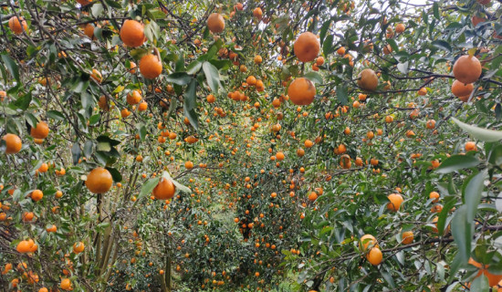 सुन्तला नर्सरीबाट मनग्य कमाइ