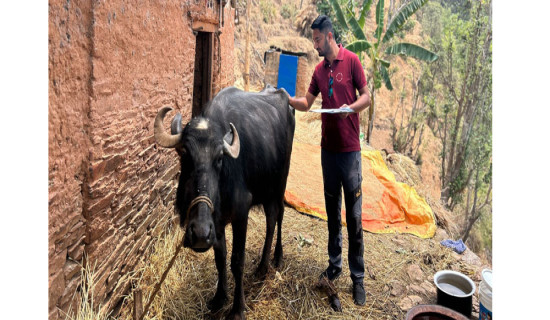 गड्डी भैँसी लोप हुने अवस्थामा