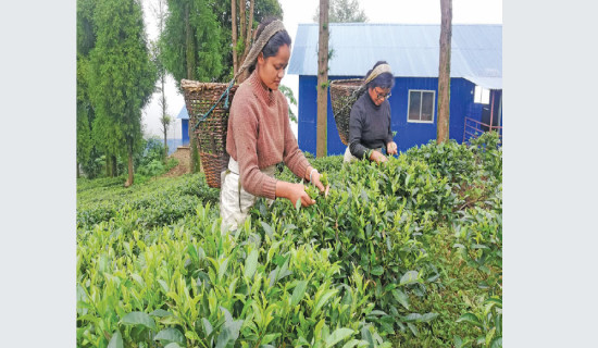 नेपाली चियाको अन्तर्राष्ट्रिय बजार सुध्रिँदै