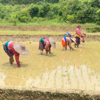 बाँझो जमिन प्रयोग गर्ने कृषकलाई प्रतिरोपनी भत्ता