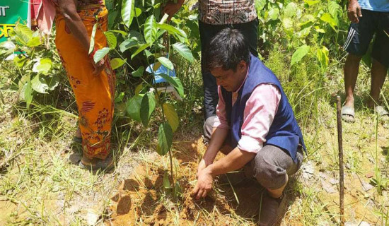 बाँदर नियन्त्रण गर्न सामुदायिक वनमा रोपियो फलफूलका बिरुवा