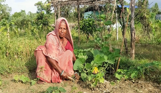 कृषकलाई प्रतिलिटर २ रुपियाँ प्रोत्साहन अनुदान