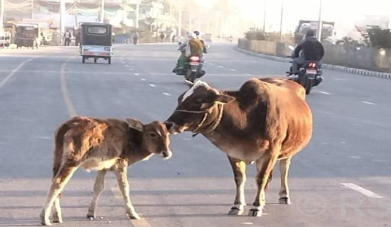 अझै हटेन पशुचौपाया छाड्ने प्रवृत्ति