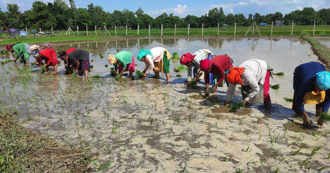 वर्षा हुँदा बाँकेका किसानलाई रोपाइँ गर्न भ्याइनभ्याई