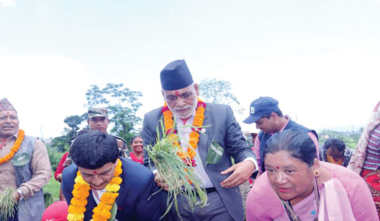 कोदोको उपभोग बढाएर प्रवर्धन गर्न आवश्यक