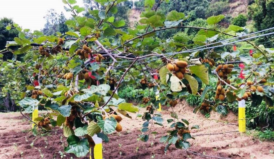 किवी खेतीमा किसान आकर्षित