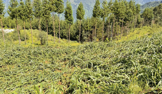 हावाहुरी र वर्षाले कृषि बालीमा क्षति