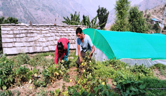 खेर गइरहेको जमिनमा लटरम्म तरकारी