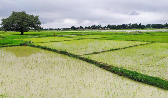 बाँकेमा ७५ प्रतिशत रोपाइँ