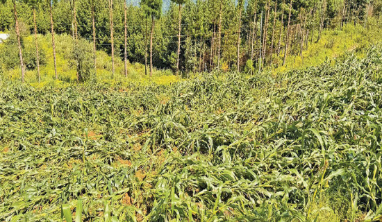 हावाहुरी र वर्षाले बालीमा क्षति