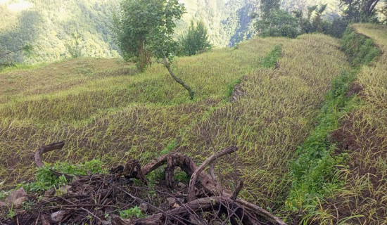 ग्रामीण क्षेत्रका महिलालाई कोदो रोप्न चटारो