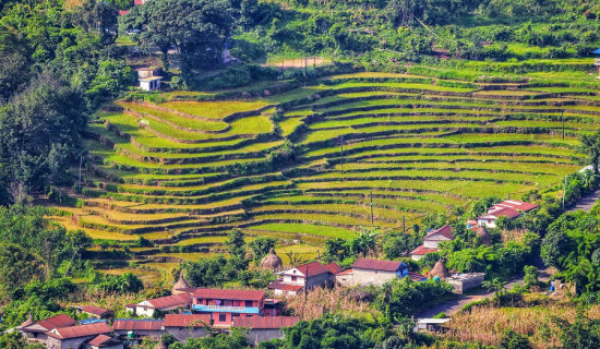 हरियाली धान खेत र बस्ती