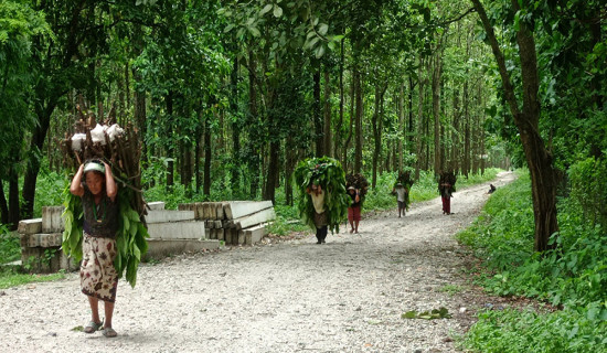 देशभर २५ जनामा हैजा पुष्टि