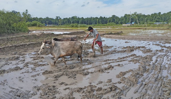 धान रोपाइँ अन्तिम चरणमा