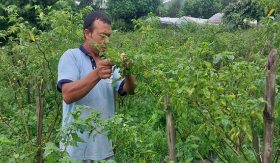 अकबरे खेतीबाट वार्षिक १५ लाख आर्जन गर्दै इलामका खड्गबहादुर