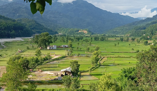 गोरखामा ८६ प्रतिशत रोपाइँ सम्पन्न