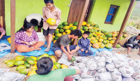 चार करोडको लगानीमा मेवा खेती