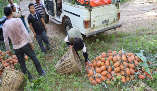 आम्दानीको बलियो स्रोत भुइँकटहर खेती