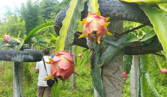 व्यावसायिक रुपमा उत्पादन गरिएको ड्रागन फ्रुट (फाेटाेफिचर)