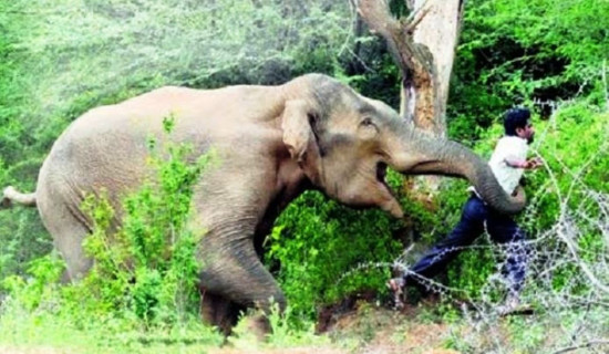 मानव-वन्यजन्तु द्वन्द्व बढ्दै, गत आवमा ३४ जनाको मृत्यु