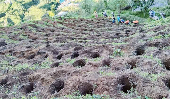 परीक्षणका लागि चिया खेती