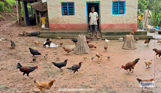 लोकल कुखुरापालन