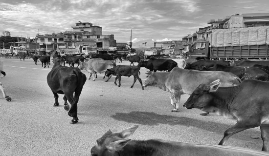 बन्यो गौशाला, कम भए दुर्घटना