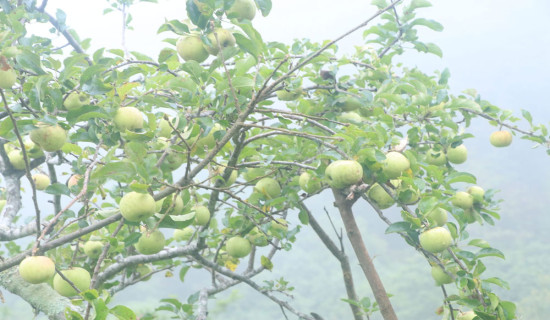 स्याउ खेतीतर्फ किसान