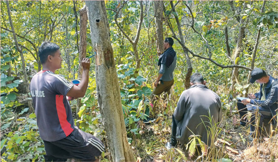 १३२ केभिए प्रसारण लाइन, छ हजार रुख काट्न स्वीकृति